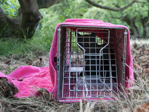 Human animal trapping and removal.