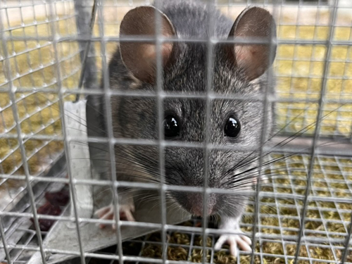 Poison-free rodent control and humane live trapping