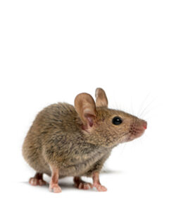 no poison humane rodent control