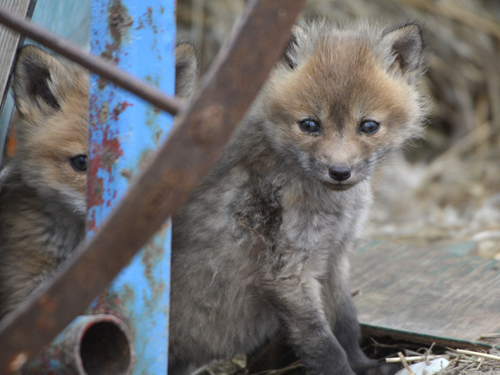 Safely and humanely remove wild animals from homes and yards.